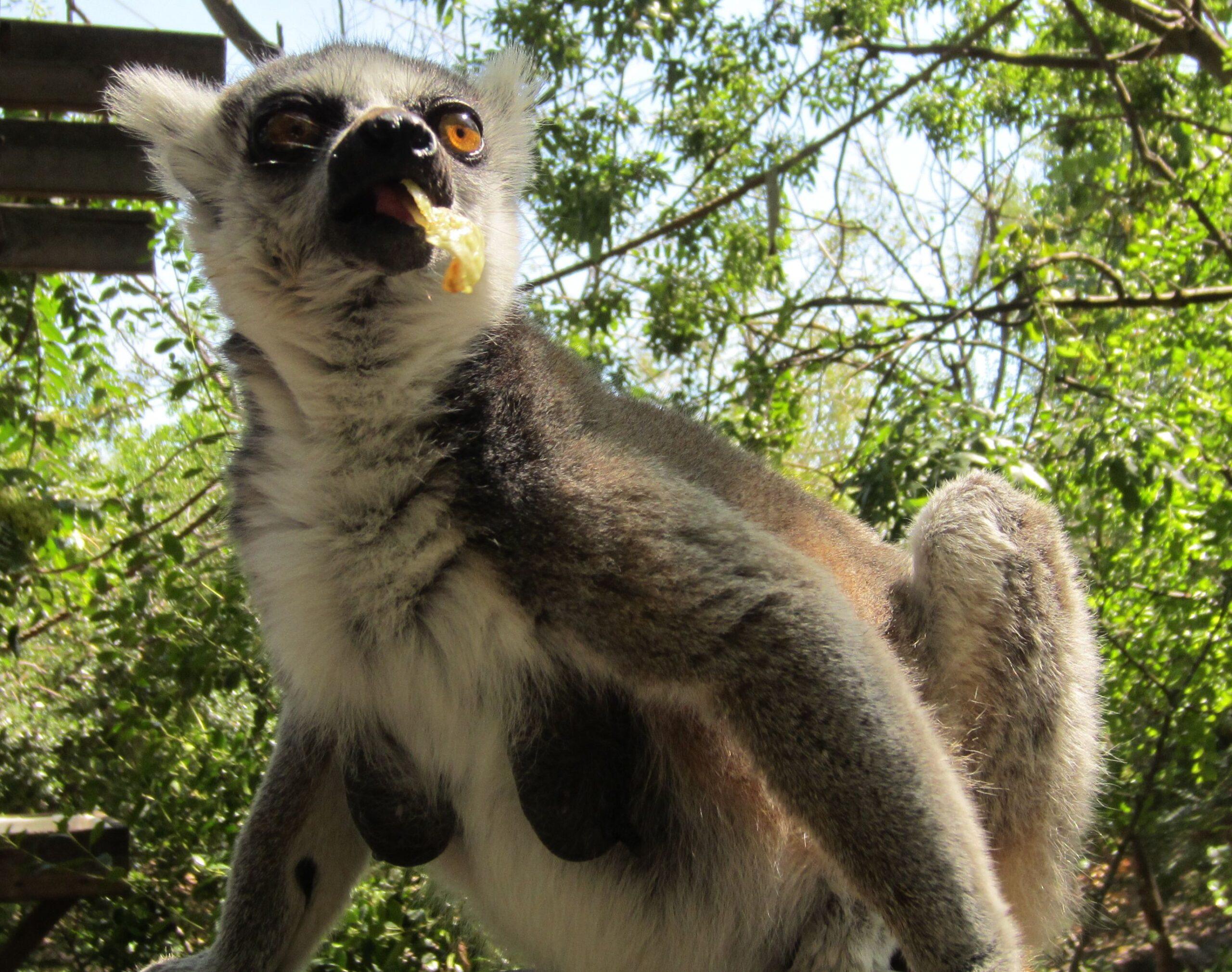 lemur